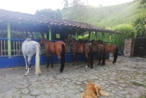 Oplev en fantastisk ridetur med os og nyd naturen.