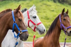 Venez vivre avec nous une superbe balade à cheval et profiter de la nature.