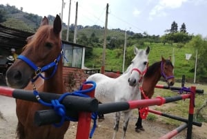 Venez vivre avec nous une superbe balade à cheval et profiter de la nature.