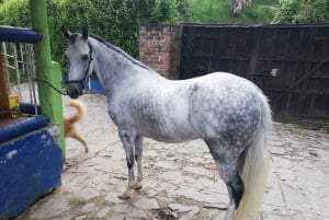 Venez vivre avec nous une superbe balade à cheval et profiter de la nature.