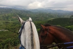 Venez vivre avec nous une superbe balade à cheval et profiter de la nature.
