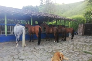 Venez vivre avec nous une superbe balade à cheval et profiter de la nature.