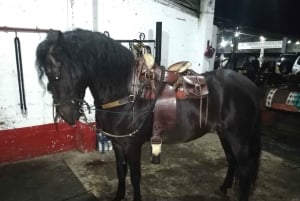 Venez vivre avec nous une superbe balade à cheval et profiter de la nature.