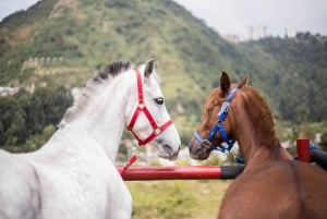 Venez vivre avec nous une superbe balade à cheval et profiter de la nature.