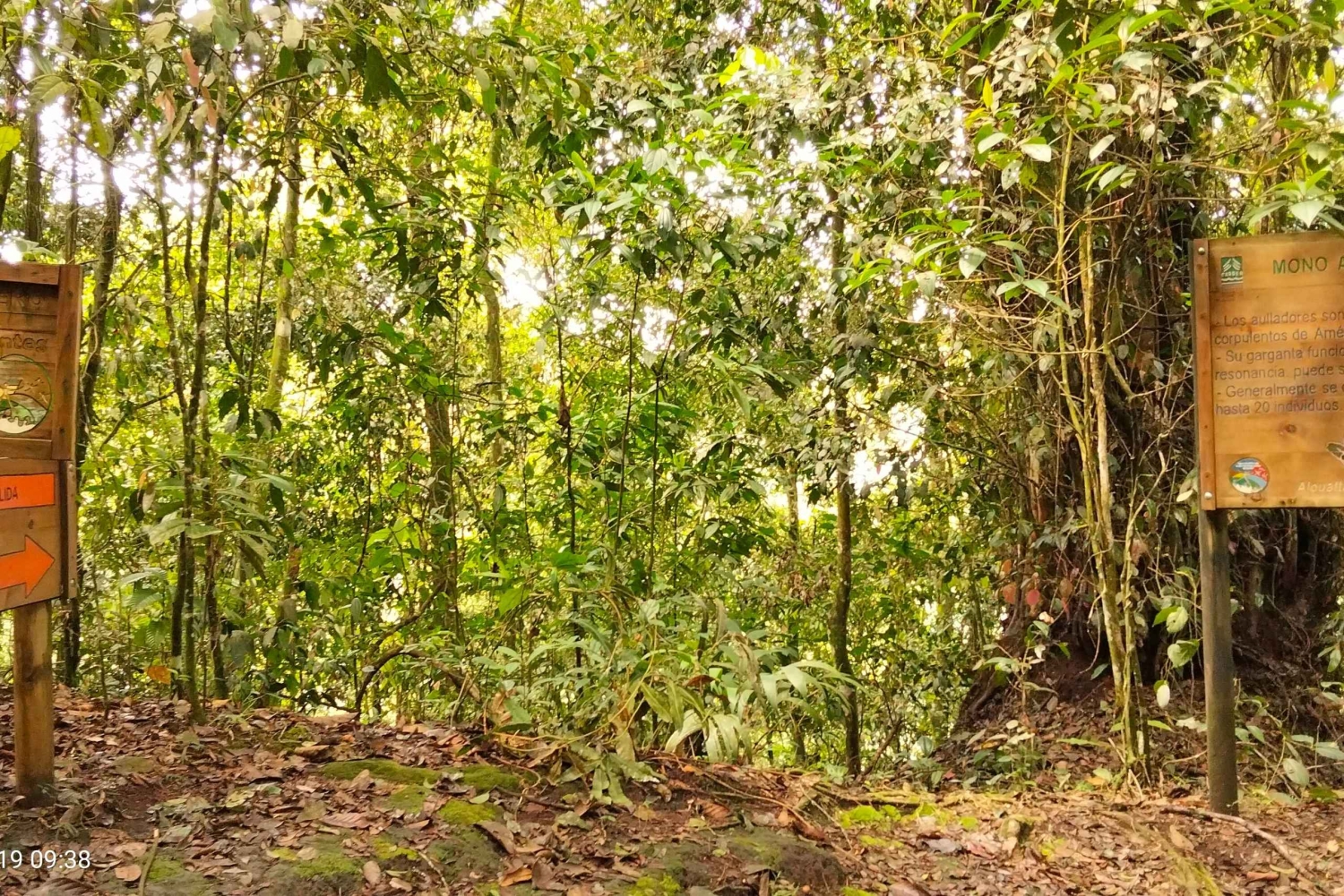 Filandia: wandelen in Yarumal en het kleurrijke dorp + apen spotten