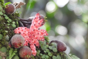 Filandia: wandelen in Yarumal en het kleurrijke dorp + apen spotten