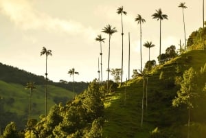 Visite privée de la Filandia, du Salento et de la vallée de Cocora