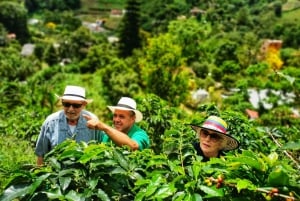 From Bogota: 5 hour guided coffe farm tour - All included