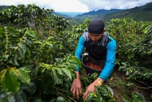 From Bogota: 5 hour guided coffe farm tour - All included