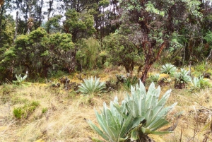 Desde Bogotá: Eco Tour al Parque Nacional Chingaza