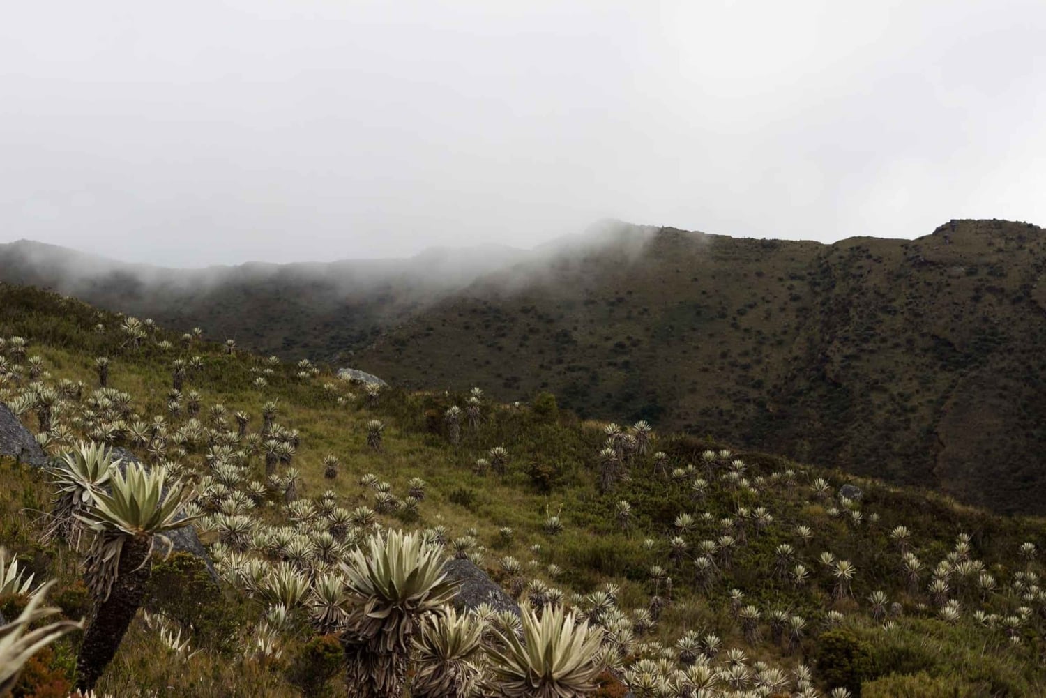 De Bogotá: Tour particular de um dia ao Parque Nacional Chingaza