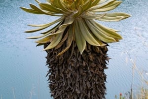 De Bogotá: Tour particular de um dia ao Parque Nacional Chingaza