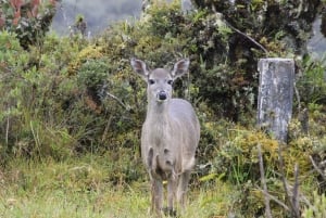 De Bogotá: Tour particular de um dia ao Parque Nacional Chingaza
