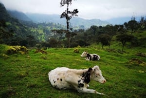 コロンビアで最も高い滝：ラ・チョレラハイキング