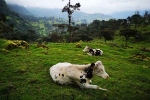 From Bogota: Hike to Colombia's Highest Waterfall