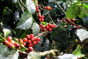 From Bogotá: Private Coffee Farm Full-Day Tour