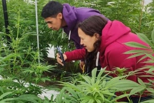 Desde Bogotá: Excursión a una Granja de Marihuana ecológica.