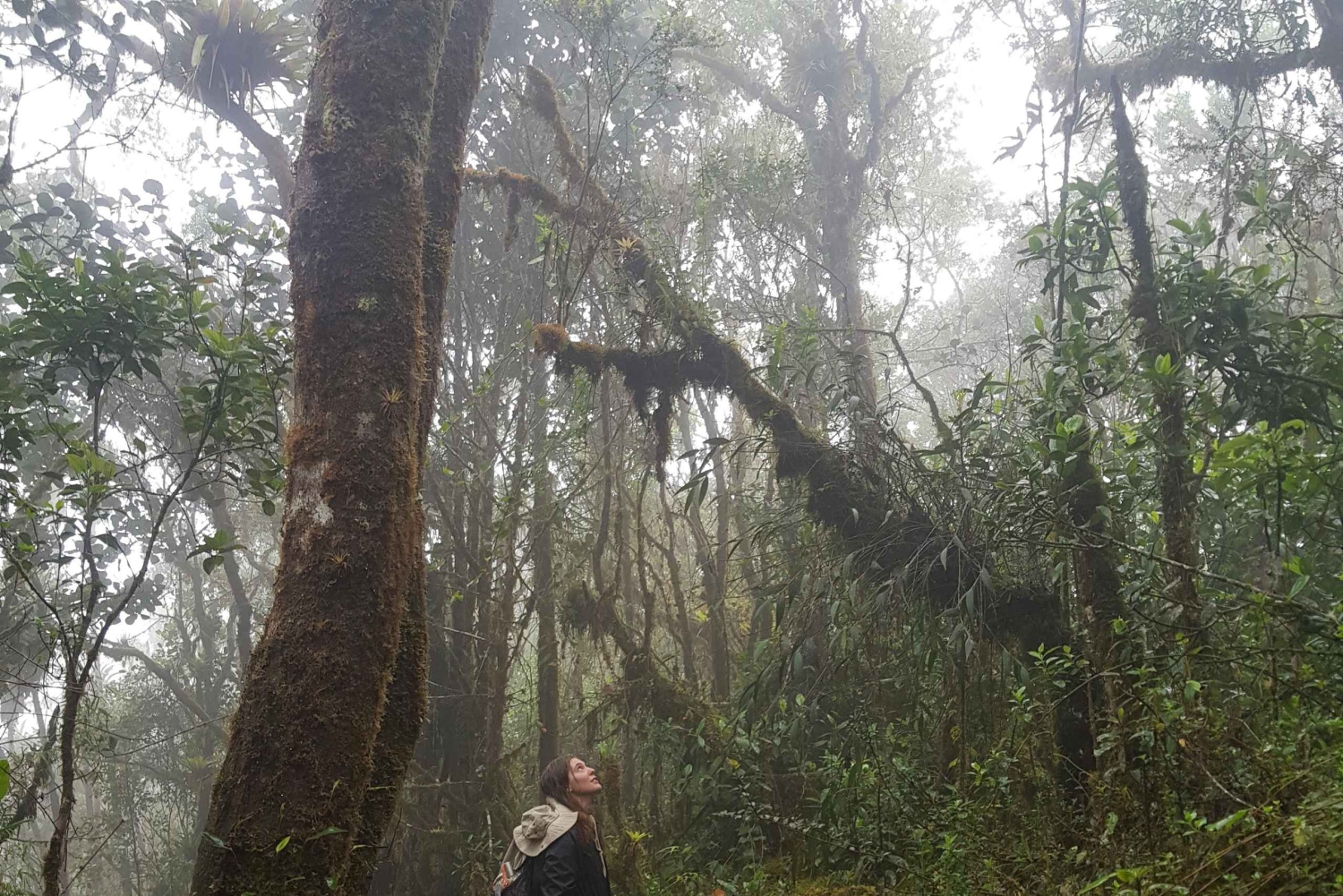 ボゴタ発：アンデスのチョアチクマ小屋へのトレイル