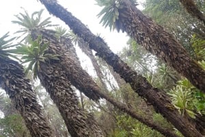 ボゴタ発：アンデスのチョアチクマ小屋へのトレイル