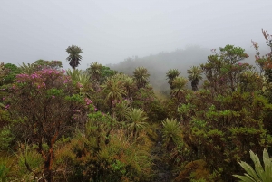 ボゴタ発：アンデスのチョアチクマ小屋へのトレイル