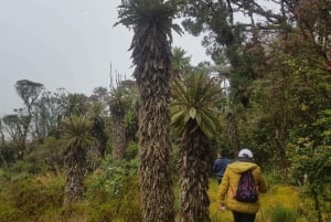 ボゴタ発：アンデスのチョアチクマ小屋へのトレイル