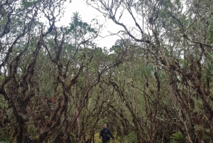 ボゴタ発：アンデスのチョアチクマ小屋へのトレイル