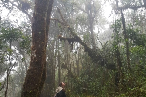 ボゴタ発：アンデスのチョアチクマ小屋へのトレイル