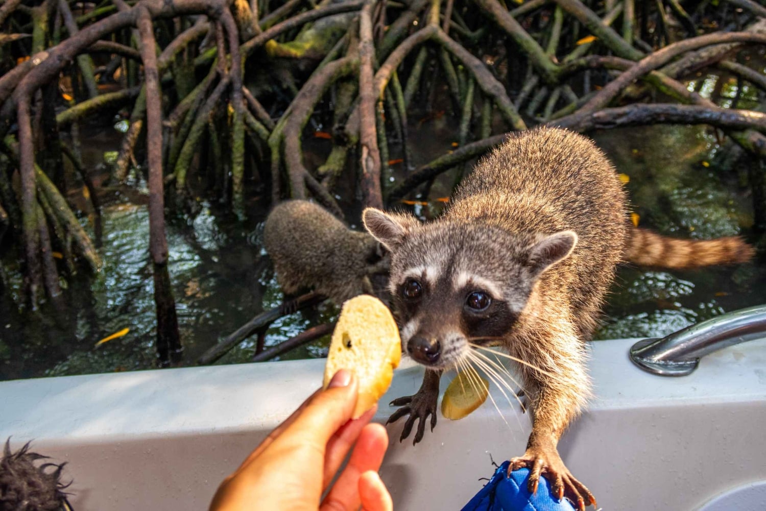カルタヘナ発：5つの島でスノーケリング、ビーチ、ビュッフェランチ付き