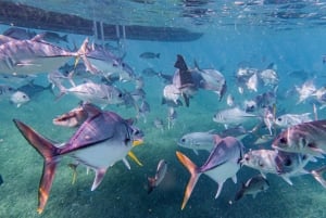 カルタヘナ発：5つの島でスノーケリング、ビーチ、ビュッフェランチ付き