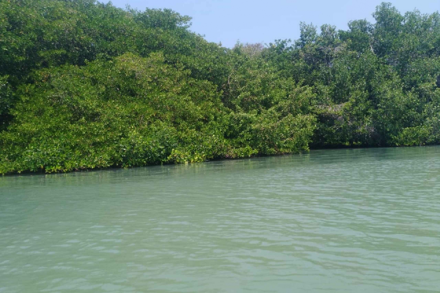 From Cartagena: Mangroves Trip With Lunch