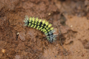 Из Флоренсии: поход в заповедник Эль-Хореб и Лоно Пача-Мамы