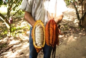 From Guatape: San Rafael Cocoa Tour