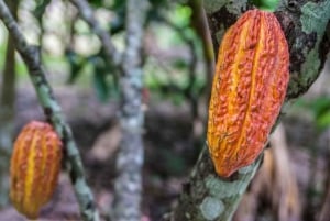 From Guatape: San Rafael Cocoa Tour