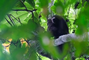 3-Day Amazon Expedition: Jungle, River & Wildlife Tour