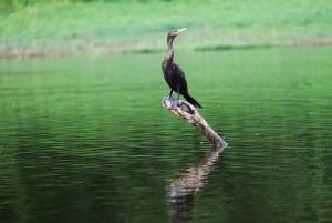 3-Day Amazon Expedition: Jungle, River & Wildlife Tour