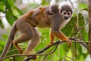 3-Day Amazon Expedition: Jungle, River & Wildlife Tour