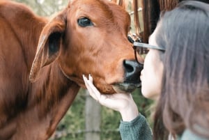 メデジン発：100年の歴史を持つフィンカで乗馬体験などをお楽しみください