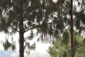 Von Medellin: 100 Jahre alte Finca, Reiten und mehr