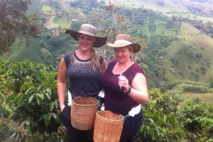 From Medellin: 2-Day Jericó Coffee Tour