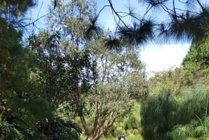 From Medellin: ATV Quad Forest Tour