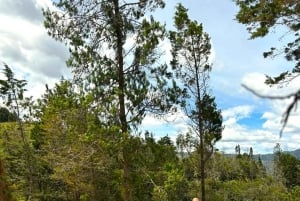 De Medellín: Tour de Quad na Floresta
