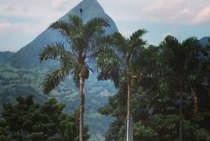 Fra Medellin: Dagstur til en Jardin Coffee Plantation