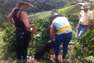 Fra Medellin: Dagstur til en Jardin Coffee Plantation