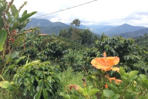 Fra Medellin: Dagstur til en Jardin Coffee Plantation