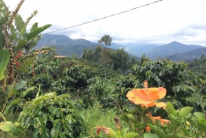From Medellin: Day Trip to a Jardin Coffee Plantation