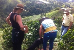 From Medellin: Express Coffee Tour