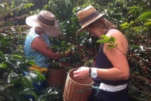 From Medellin: Express Coffee Tour