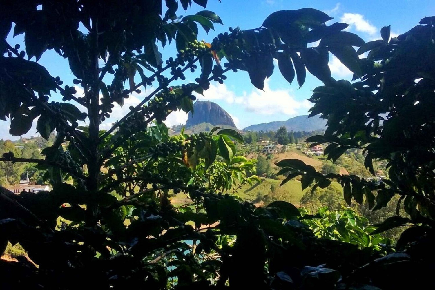 From Medellín: Guatape Rock and Coffee Farm Tour