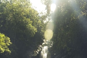 メデジン発：滝への古代トレイルガイド付きハイキング