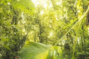 メデジン発：滝への古代トレイルガイド付きハイキング